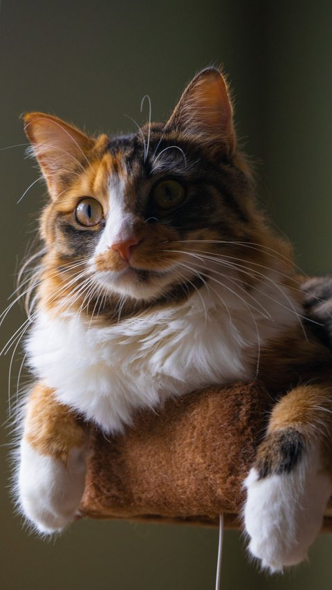 Mitos Kucing Ekor Bengkok, Disebut Miliki Kemampuan Supranatural