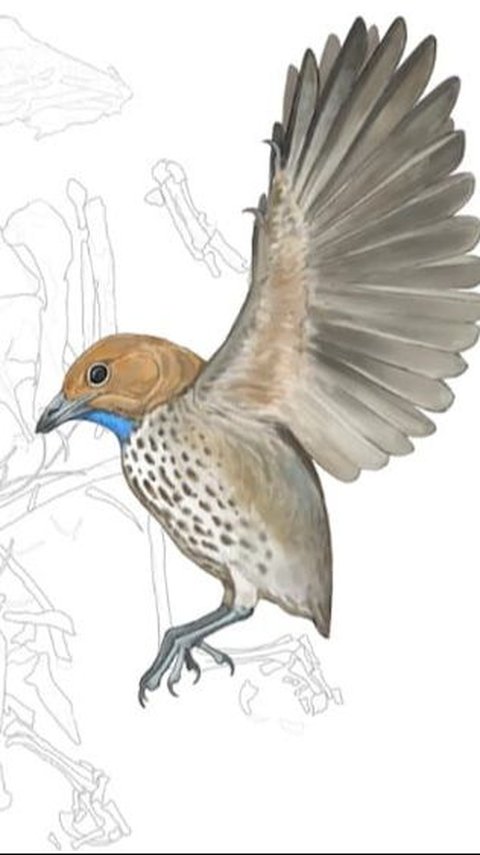 New and Strange Prehistoric Bird with Beak Found in China
