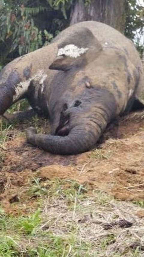 Gajah Sumatera Mati di Aceh Utara, Gadingnya Hilang