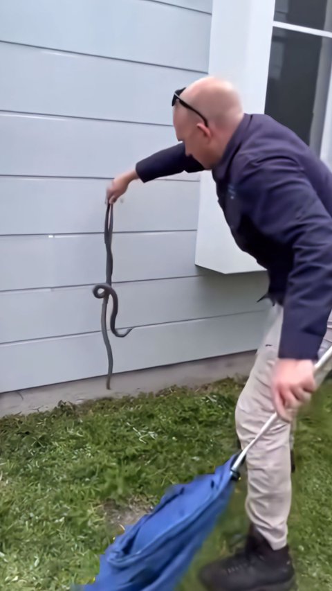 Thrilling Moment of Snake Handler Evacuating the Deadliest Snake Mating in Front of a Resident's Door, 3 Milligrams of Its Venom Can Kill a Human