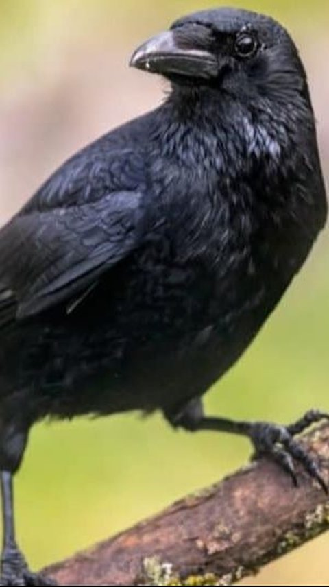 Interesting Facts about Crow Chicks, Turns Out Their Eye Color Can Change
