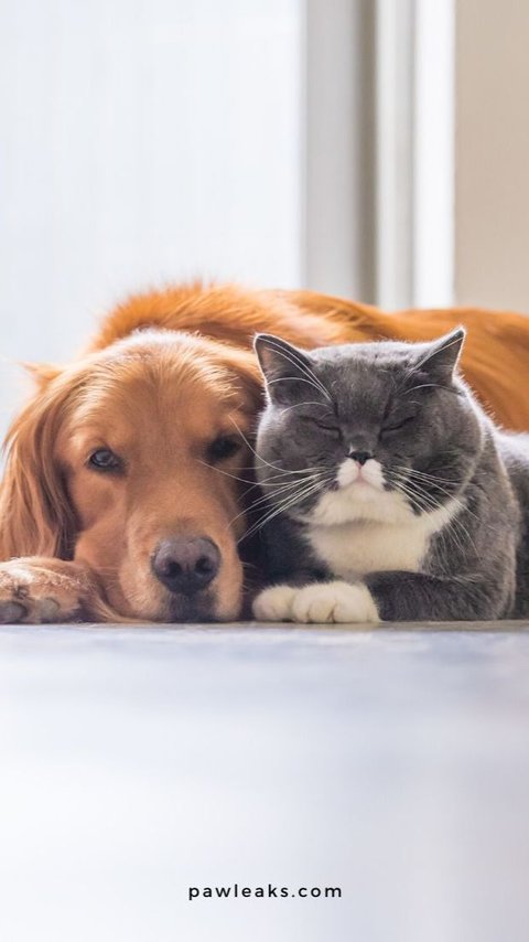 Kucing dan Anjing Juga Bisa Jerawatan, Bagaimana Cara Mengatasinya?