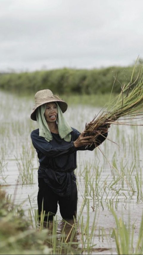 Alokasi Pupuk Subsidi Naik 100 %, Petani di Papua Selatan Siap Tingkatkan Produktivitas