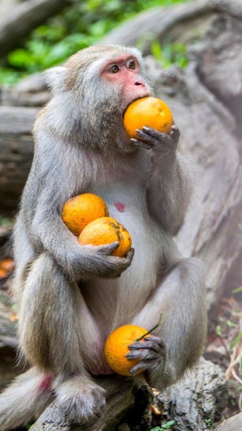 These are the 9 Most Unique Types of Monkeys in the World, Some Have White Mustaches