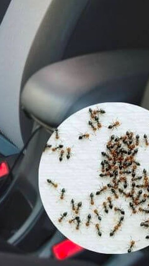 Berikut 5 Cara Mengusir Semut dari Dalam Mobil