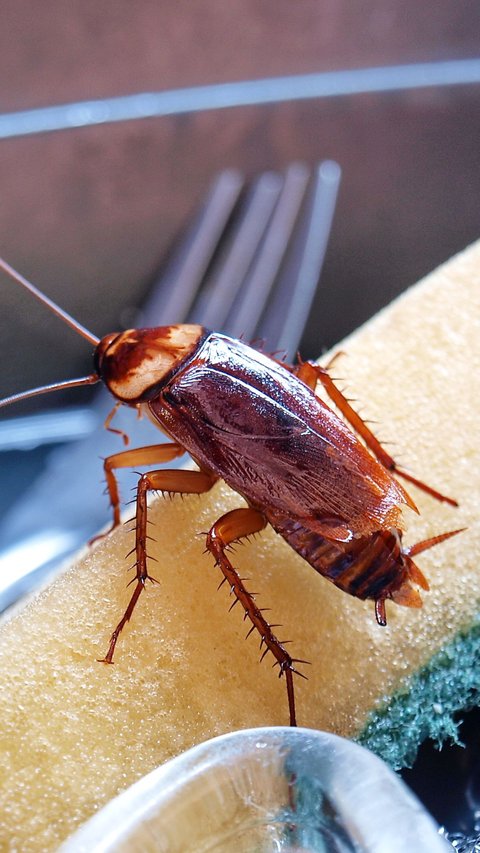 Powerful Prayer and Ways to Get Rid of Cockroaches with Natural Ingredients at Home