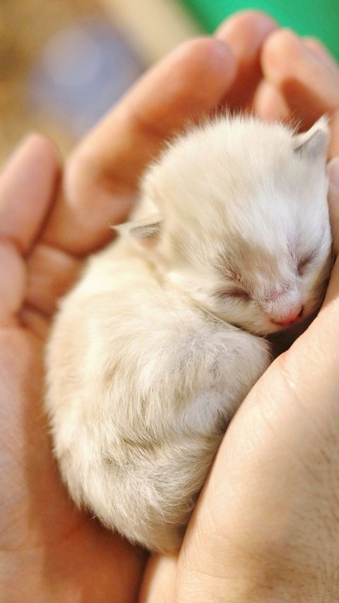 10 Mitos Menabrak Kucing Menurut Primbon, Bisa Jadi Pertanda Buruk