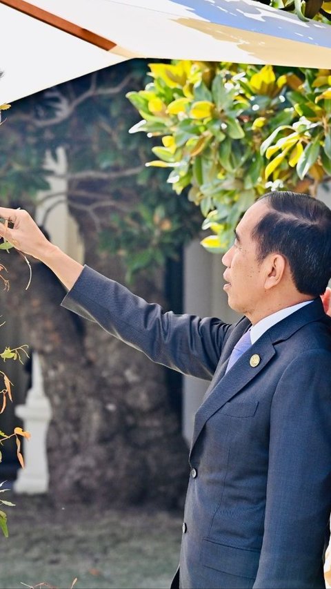 VIDEO: Momen Gemas Jokowi Beri Makan Koala saat Kunjungan Kerja di Australia