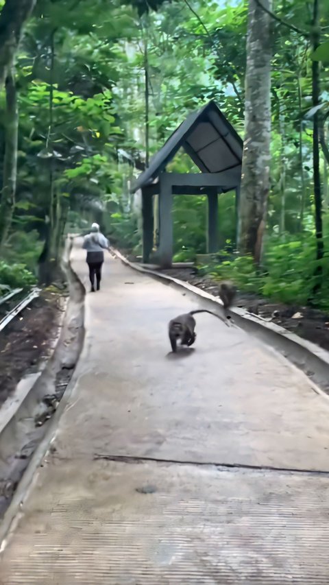 Intention to Heal While Making Aesthetic Video, This Girl is Chased by a Monkey: Scared But Laughing