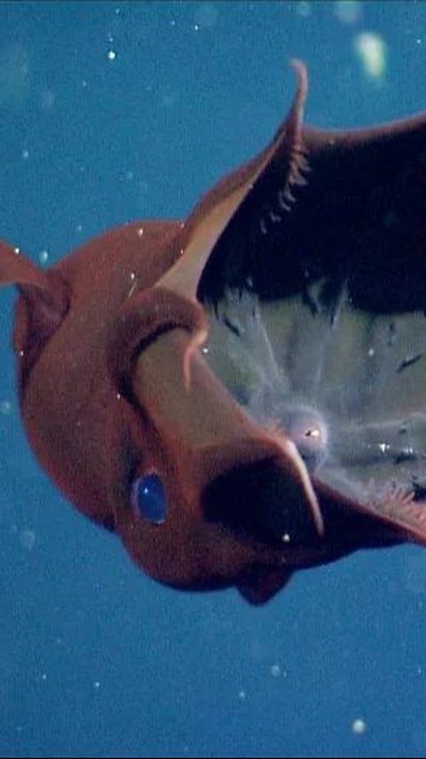 Living 183 Million Years Ago, Vampire Squid Fossil Found Still Clutching Prey in Its Arms