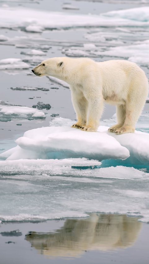 Terrifying Effects of Melting Ice in the Poles, Altering Earth's Rotation and Disrupting Time