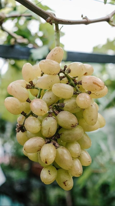 Cukup dengan 1 Bahan Dapur, Begini Cara Bersihkan Kandungan Lilin pada Buah Anggur