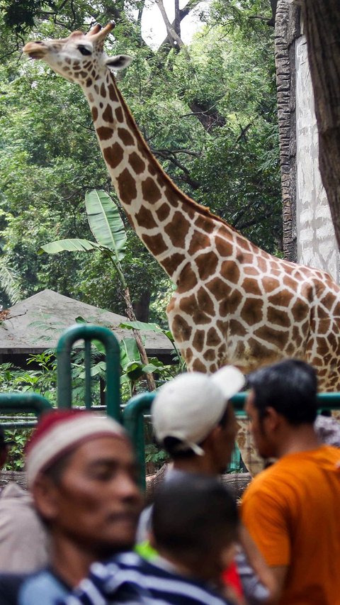 Hari Ini, Pengunjung Ragunan Membludak Capai 112 Ribu Saat Libur Lebaran