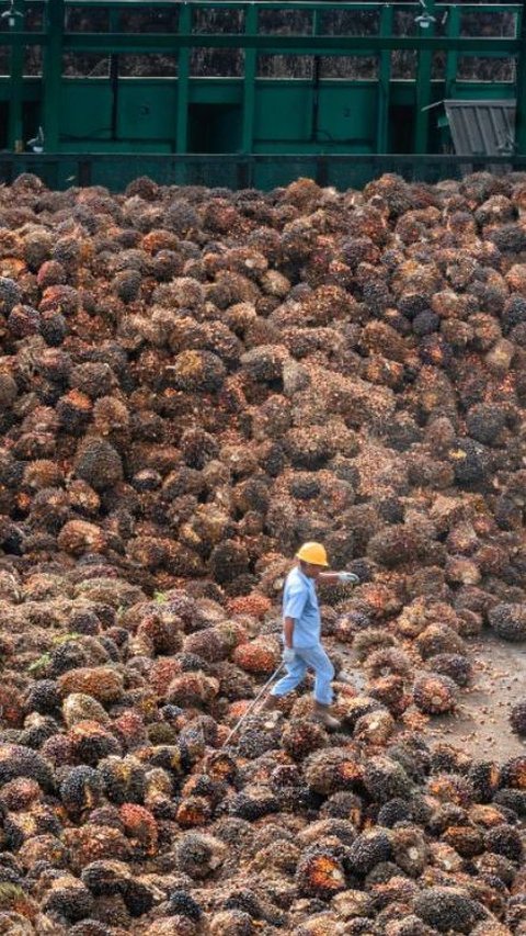 Kementan Buka Beasiswa untuk 3000 Orang di Bidang Kelapa Sawit