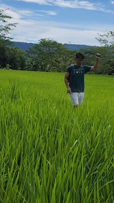 Momen Ayah Lesti Kejora Panen Padi di Kampung, Turun Langsung ke Sawah jadi Sorotan