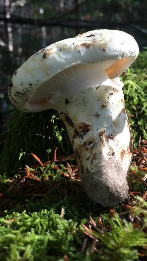 Jamur Matsutake, Kini Menjadi Jamur Termahal di Dunia