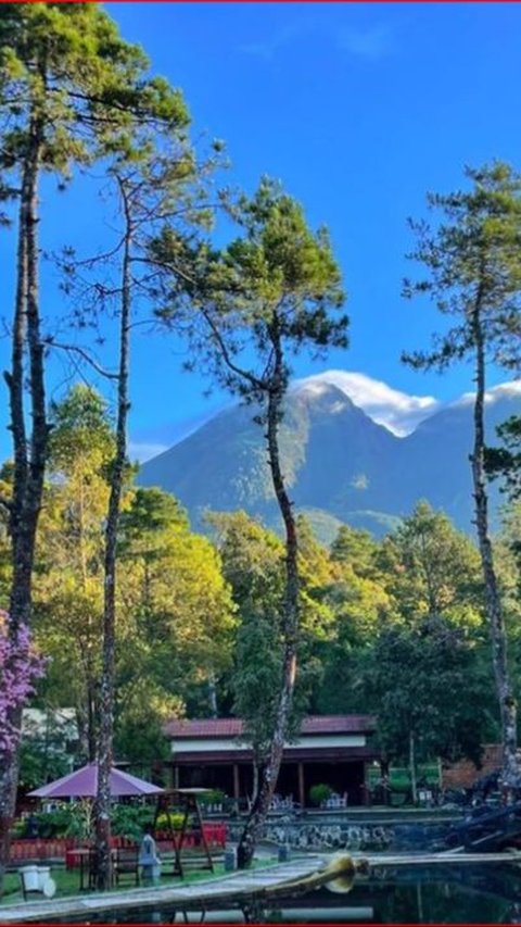 Merasakan Sensasi Berkemah di Bukit Sakura, Surga Tersembunyi di Lereng Gunung Lawu