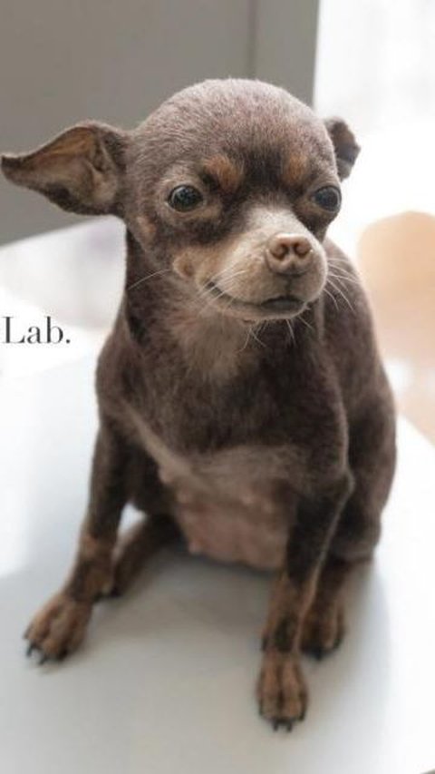 Seniman Jepang Ciptakan Patung Anjing Paling Realistis, Pengerjaannya Selama 500 Jam
