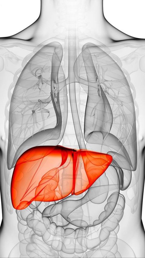 Ini Tanda-tanda dan Gejala Penyakit Liver, Simak dan Waspada