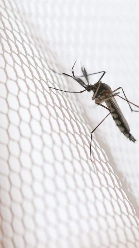 7 Bahan Dapur untuk Mengusir Nyamuk, Ampuh dan Mudah Didapat