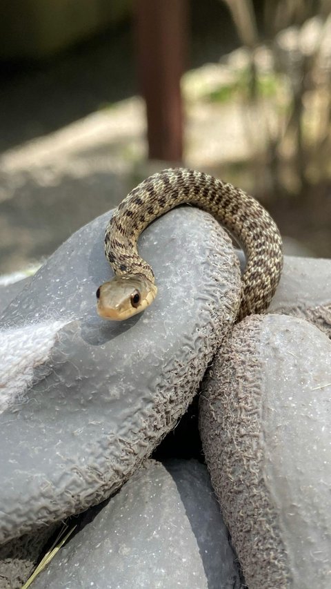 Tips and Prayers of Prophet Sulaiman to Drive Away Snakes from Entering the House Without Killing Them