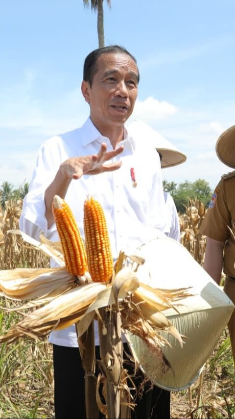 Presiden: Harga Jagung dan Gabah Turun Berarti Produksi Melimpah