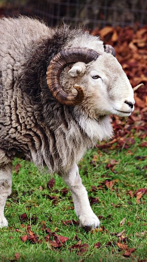 New Zealand Sheep Shot Dead as Suspected Killer of Elderly Couple