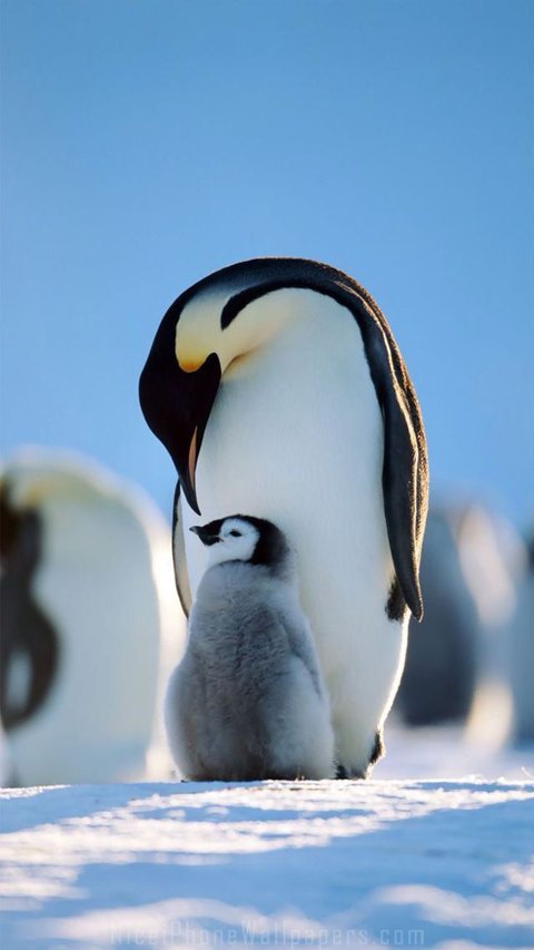 25 April jadi Perayaan Hari Penguin Sedunia, Kenali Hewan Ini Lebih Dekat