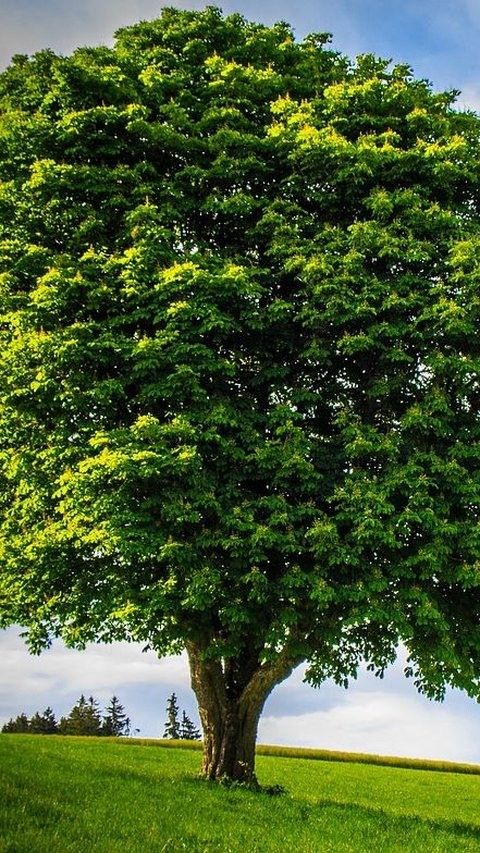 Tree Quotes: Powerful Words to Inspire Your Connection with Nature