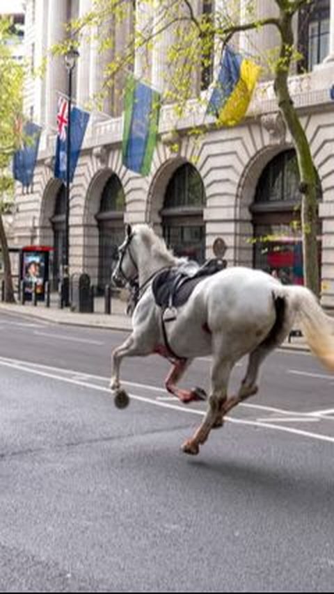 Military Horses Runaway Cause Chaos Across Central London