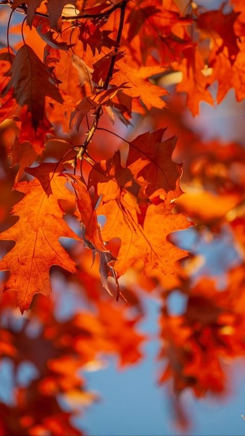 Quotes About Fall: Beautiful Sayings to Welcome the Season of Change
