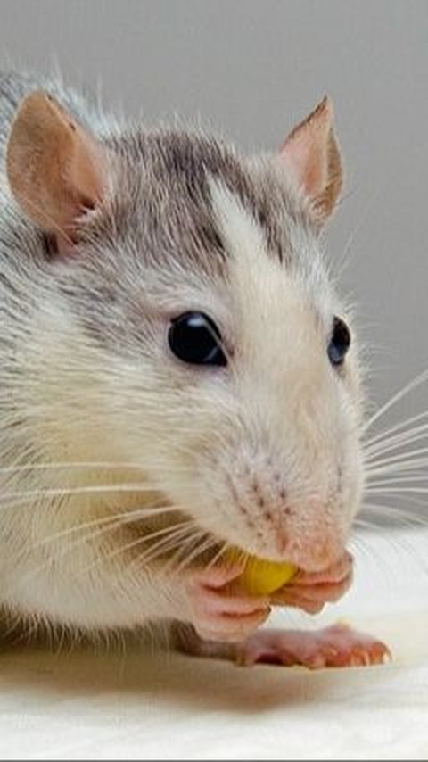 A Food Stall in Mexico Has Been Selling Rat Soup for Half a Century