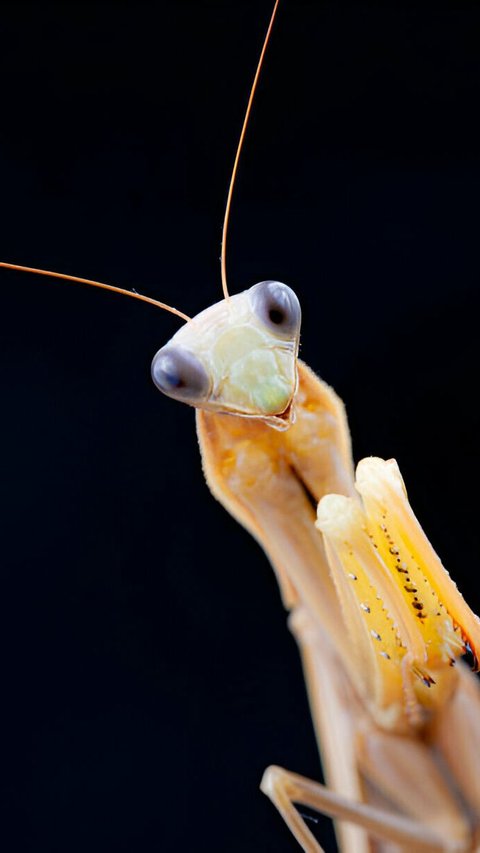 8 Unknown Facts About Praying Mantis