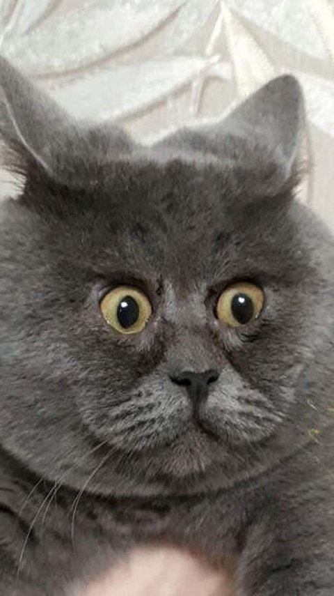 Kucing Ini Jadi Bintang Instagram Karena Wajahnya Mirip Karakter Kartun