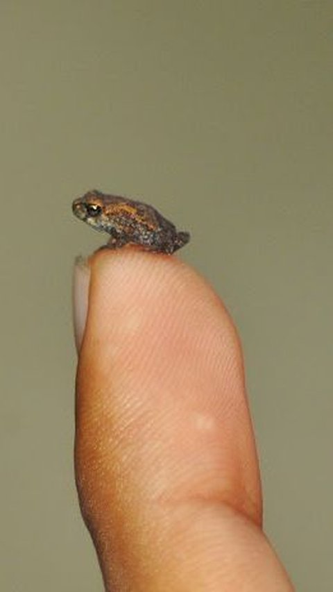 Brazilian Flea Frog, the Smallest Vertebrate in the World, How Small is it?