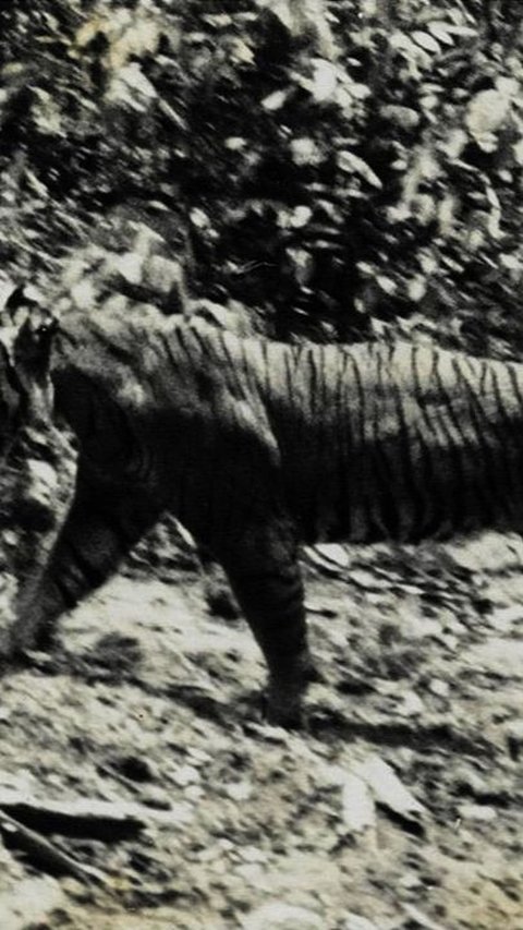 Melihat Sejarah Rampogan Macan, Tradisi Adu Harimau Lawan Manusia yang Populer di Tanah Jawa