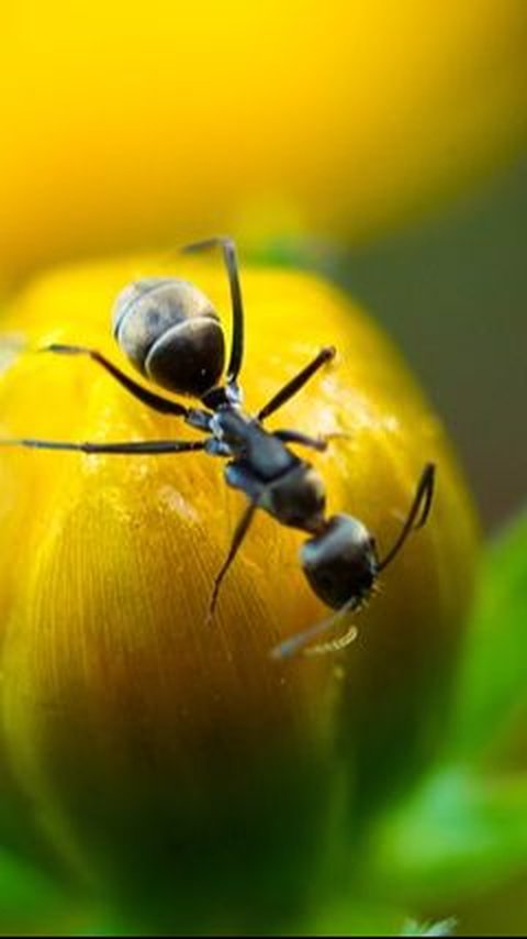 Cara Mengusir Semut Hitam Efektif, Gunakan Bedak Bayi hingga Air Lemon