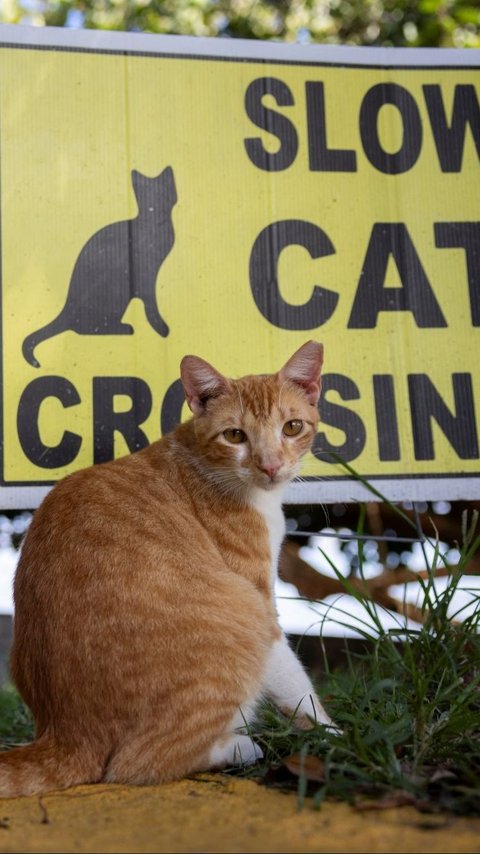 FOTO: Potret Ratusan Kucing Lucu di Distrik Bersejarah Puerto Rico, Menyenangkan di Mata Warga, Namun Dinilai Mengganggu oleh Pemerintah