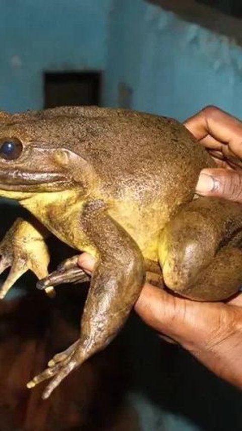 The Appearance of the Largest Frog in the World that is Threatened with Extinction