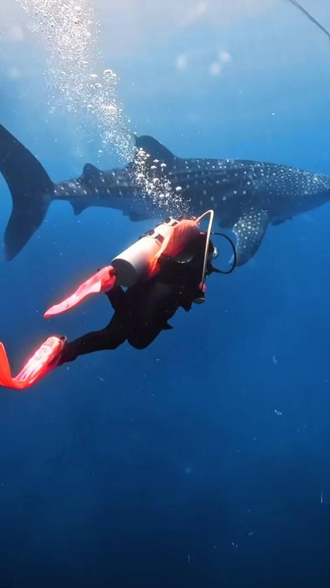 Aksi Keren Prilly Latuconsina Berenang Bareng Whale Shark di Laut, Tuai Banyak Pujian