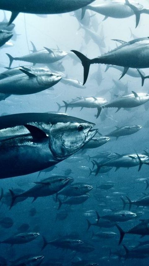 2 Mei Hari Tuna Sedunia, Momen untuk Mengenal Ikan Penuh Gizi