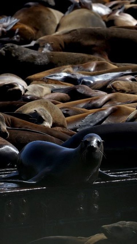 FOTO: Penampakan Ribuan Singa Laut Bersantai di Dermaga Populer California