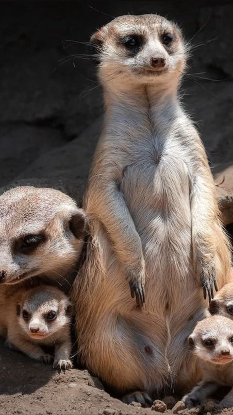 8 Coolest Facts About Meerkats