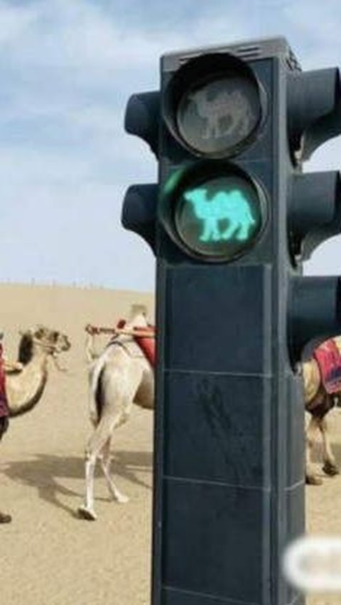 Not in the Middle East, China Has the Only Camel Road and Traffic Light in the World