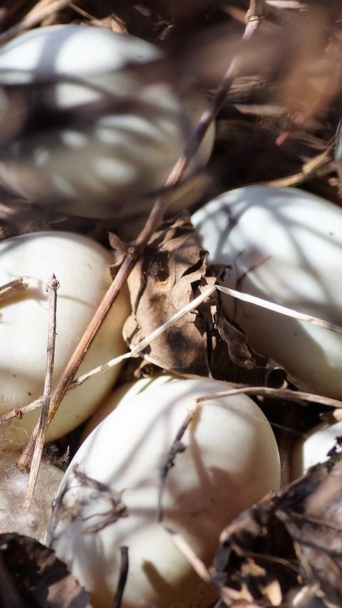 7 Manfaat Telur Bebek untuk Ibu Hamil, Membantu Perkembangan Otak Janin