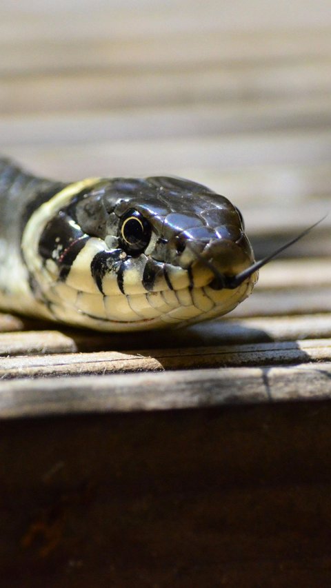 Worried about Snakes Entering the House? Try These 7 Ways to Prevent It