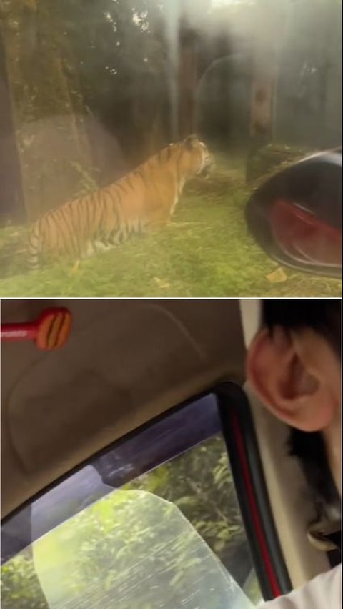 Viral Mobil Pengunjung Taman Safari Mogok di Kandang Harimau, Warganet Ikut Deg-Degan