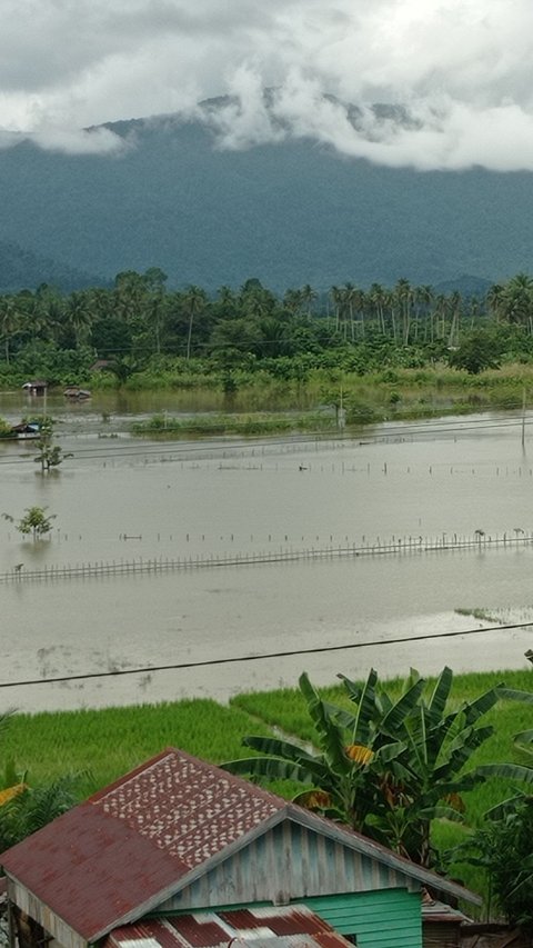 Curah Hujan Rendah, Petani Rote Gunakan Teknik Begini untuk Jaga Ketahanan Pangan