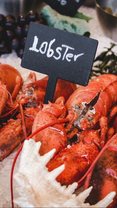Penyelundupan Benih Bening Lobster Marak di Berbagai Daerah, Pelaku Saling Berkaitan?