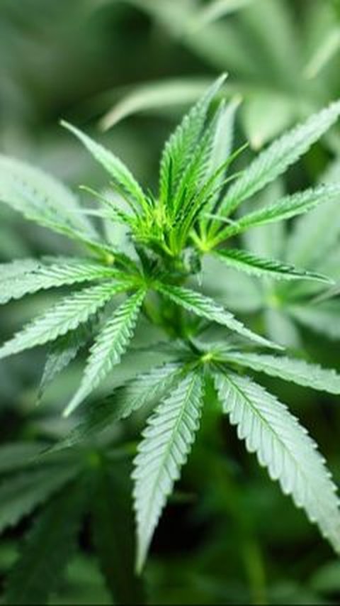 US Makes Proposal to Loosen Marijuana Restrictions